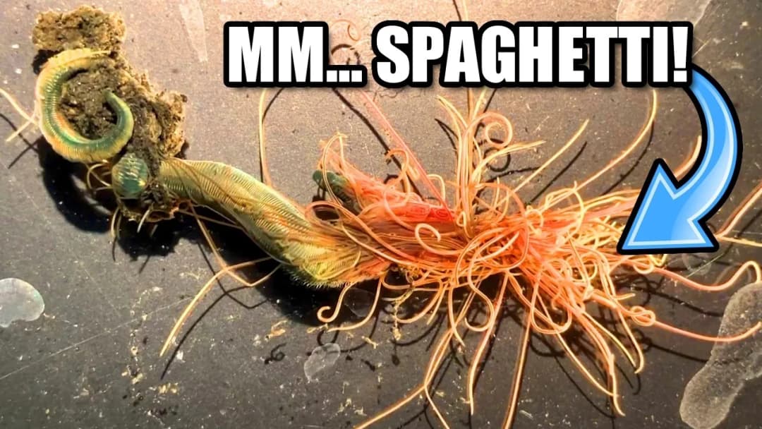Czym jest robak spaghetti? Fascynujące fakty o tym gatunku