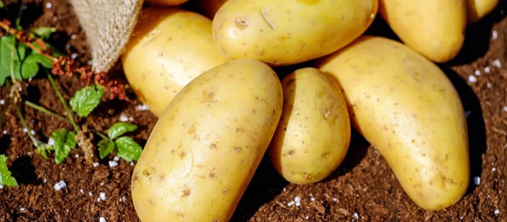 Jakie ziemniaki na sałatkę? Wybierz idealne do swojej potrawy